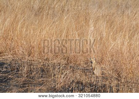 Jungle Cat Or Felis Chaus Or Reed Cat In Dry Deciduous Forest At Ranthambore Tiger Reserve, Rajastha