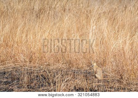 Jungle Cat Or Felis Chaus Or Reed Cat In Dry Deciduous Forest At Ranthambore Tiger Reserve, Rajastha