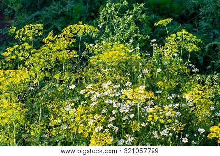 Bright Inflorescences Dill - Anethum Graveolens And Matricaria Chamomilla On A Dark Green Background