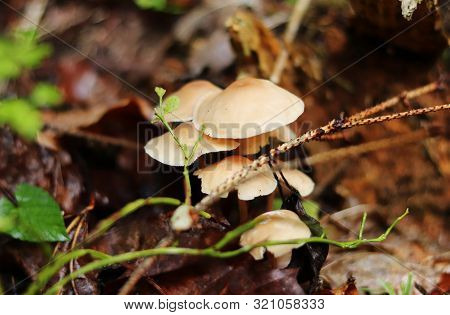 Psathyrella Candolleana Under Needles And Dried Leaves Was Founded Near A Stream In Beskydy Mountain