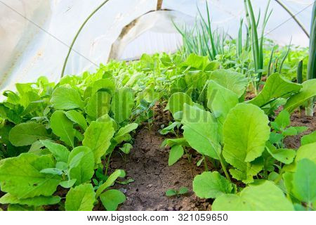 Salad With Onions In The Greenhouse. Eco Food