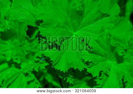 A Shrub Of Green Geranium Leaves, Algeria