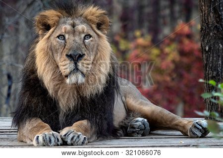 Asiatic Lion (panthera Leo Persica). A Critically Endangered Species.