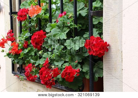 Beautiful Bright Geranium Blooms On The Windowsill