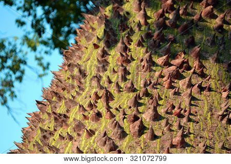 The Surface Of The Ceiba Speciosa (or Chorisia Speciosa) Tree Trunk With Many Spikes On It, Selectiv