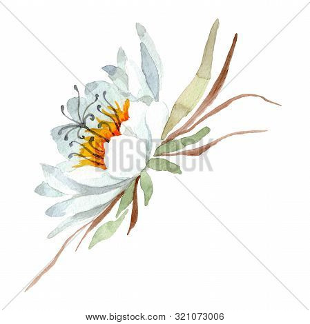Epiphilum Oxypetalum Floral Botanical Flower. Watercolor Background Set. Isolated Cactus Illustratio