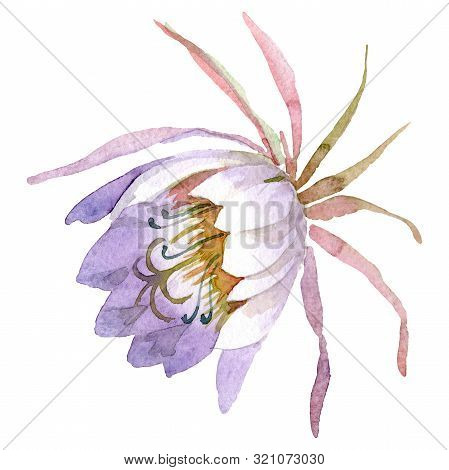 Epiphilum Oxypetalum Floral Botanical Flower. Watercolor Background Set. Isolated Cactus Illustratio