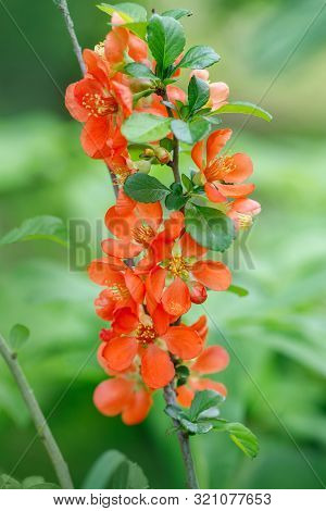 Summer Floral Background. Flower For Postcard, Greeting Card. Beautiful Red Flowers Quince, Queen-ap