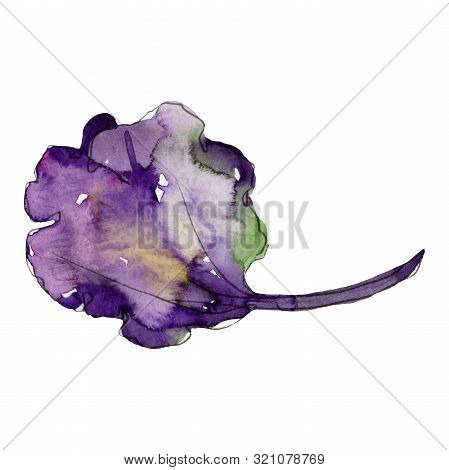 Purple Basil Leaf. Watercolor Background Illustration Set. Isolated Basil Illustration Element.