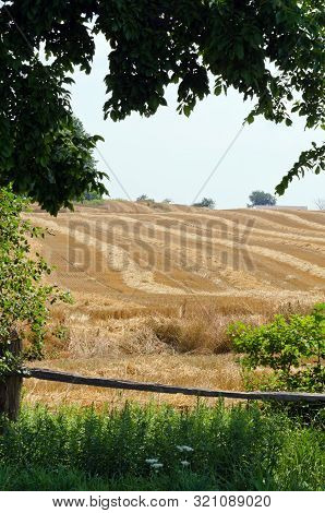 The Compressed Band On Yellow Wheat Field
