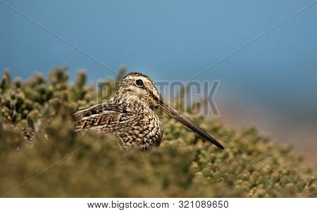 Close Up Of A South American Snipe In Wetlands.