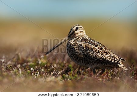 Close Up Of A South American Snipe In Wetlands.