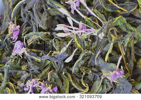 Blooming Sally Willow Tea On The Field, Medical Herbal Tea, Texture Background. Herbal Tea, Tea Leav