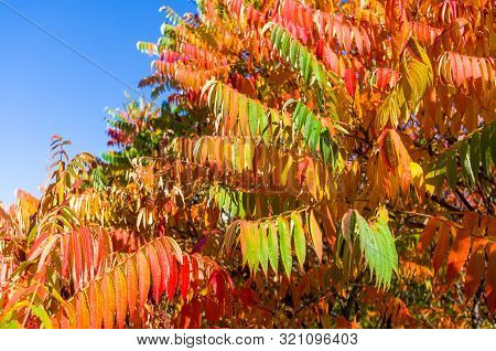 Autumn Red And Yellow Colors Of The Rhus Typhina, Staghorn Sumac, Anacardiaceae, Leaves Of Sumac On 