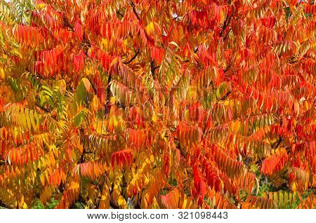 Autumn Red And Yellow Colors Of The Rhus Typhina, Staghorn Sumac, Anacardiaceae, Leaves Of Sumac On 