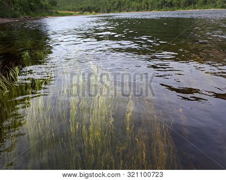 River Grass Waving Under Water On The Humber River