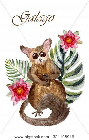 Watercolor Galago With Green Leaves And Flowers Isolated On A White Background