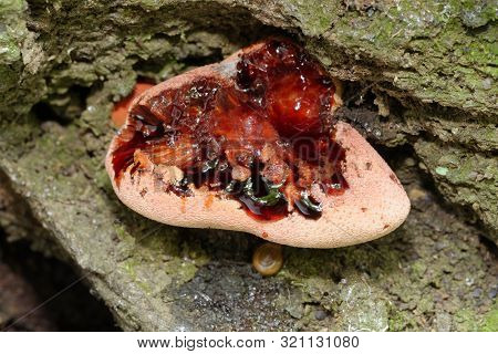 Beefsteak Fungus - Fistulina Hepatica 
Damaged Cap Bleeding