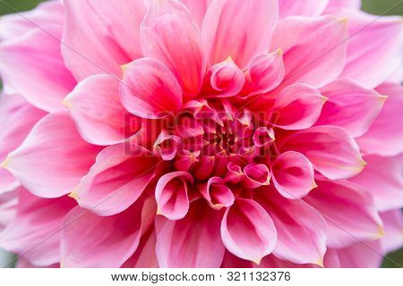 Closeup Of Dahlia Flower, Autumn Pink Flower Berliner Kleene Closeup