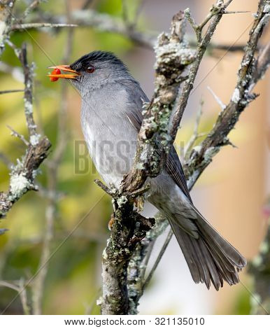 Madagascar Bulbul (hypsipetes Madagascariensis)