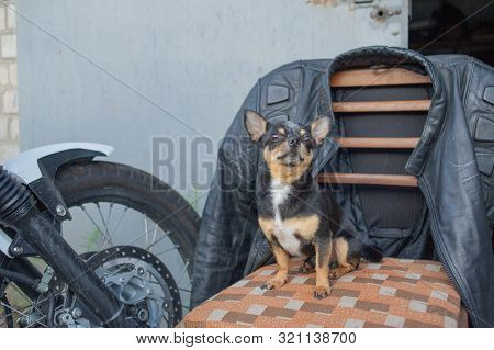 Chihuahua Little Dog. Chihuahua Sitting On A Chair.a Dog Sits Near A Motorcycle And A Motorcycle Jac