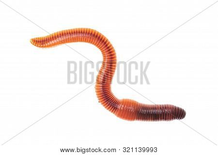 Macro Shot Of Red Worm Dendrobena, Earthworm Live Bait For Fishing Isolated On White Background.
