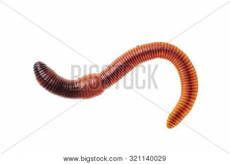 Macro Shot Of Red Worm Dendrobena, Earthworm Live Bait For Fishing Isolated On White Background.