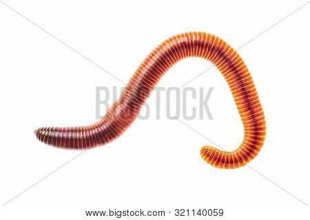 Macro Shot Of Red Worm Dendrobena, Earthworm Live Bait For Fishing Isolated On White Background.