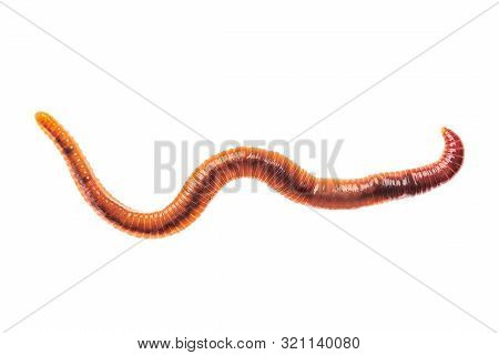 Macro Shot Of Red Worm Dendrobena, Earthworm Live Bait For Fishing Isolated On White Background.