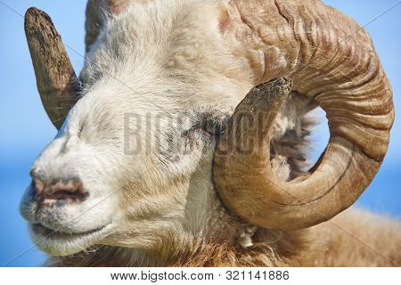 Sheep Lamb Head Grazing Under Blue Sky On Faroe Islands