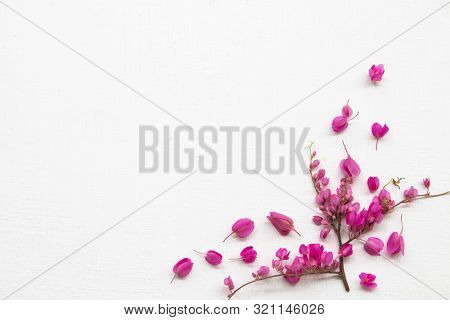 Colorful Pink Little Flowers Antigonon Leptopus Climber Local Flora Arrangement Flat Lay Postcard St