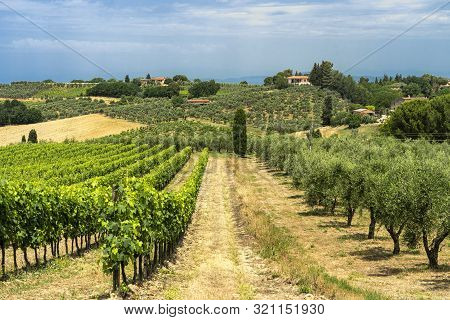 Rural Landscape Along The Road From Certaldo To Gambassi Terme, Florence, Tuscany, Italy, At Summer