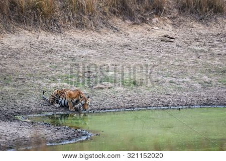 Female Bengal Tiger Drinking Water From Waterhole During Hot Summer Season Safari At Kanha National 