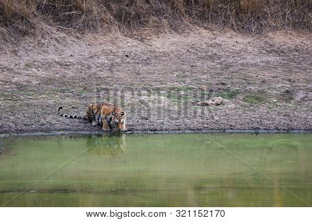 Female Bengal Tiger Drinking Water From Waterhole During Hot Summer Season Safari At Kanha National 