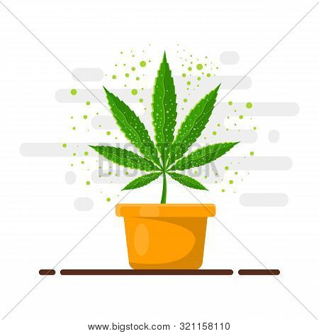 Marijuana Or Cannabis Plant In A Flower Pot. Flat Design. Cannabis Plant In A Flower Pot. Green Herb