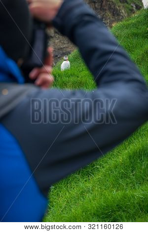 Tourist Taking Photo To Puffin In Faroe Islands