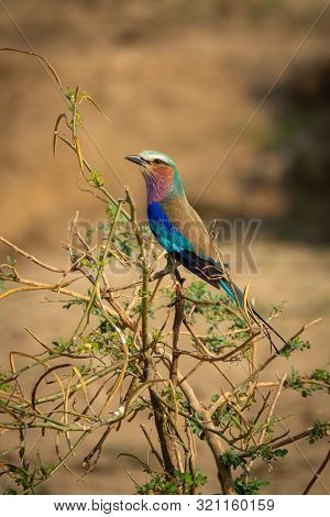 Carraca Lila, Coracias Caudatus Elegant Blue Plumage Perched On The Top Tree