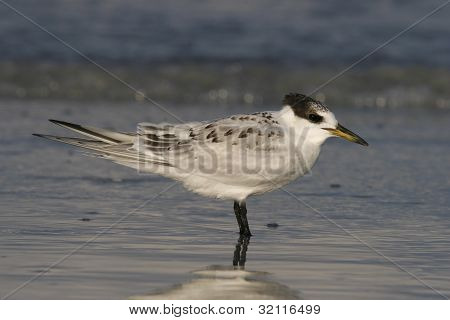 Sandwich Tern juvenile