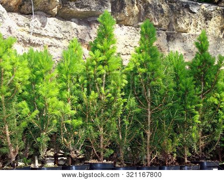 Young Small Christmas Trees For Planting In Pots.