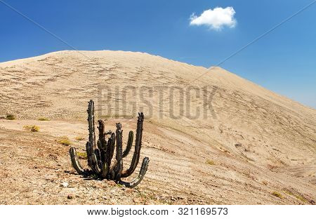 Cerro Blanco Sand Dune With Cactus, One Of The Highest Dunes On The World, Located Near Nasca Or Naz