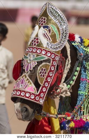 Indiske Festival hest