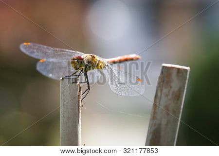 Dragonfly Insect Close-up On A Wooden Stick. Dangerous Insect With Wings.