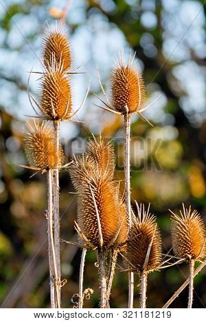 Thistle Plants In Glow Of Early Morning Light