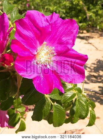 Close Up Of Pink, Wild Rose Flofer. Rosa Acicularis - Summer Nature Concept.