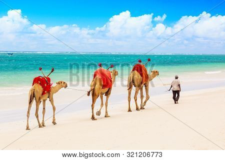 Camels At African Sandy Diani Beach, Indian Ocean In Kenya, African Landscape.