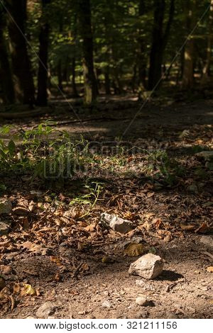 Detail Of A Ground In The Forest In The Summer. Enlighted Stone, Fallen Leaves And Sprouts Of Plants