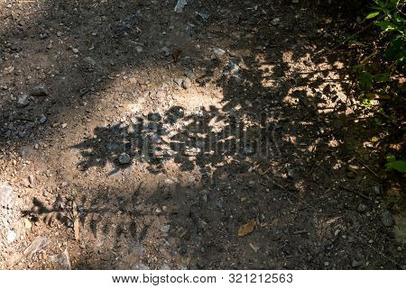Forest Natural Road With Many Stones. Plants Growing Beside, Creating An Abstract Picture By Their S
