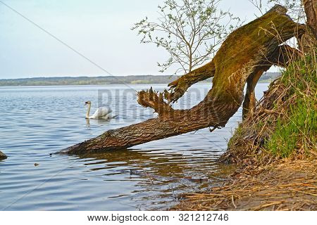 The Swan Sails Down Vichtynetskii Lake Past A Fallen Tree. Kaliningrad Region