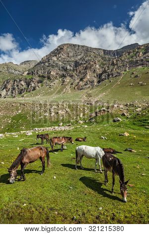 Horses grazing in Himalayas. Lahaul valley, Himachal Pradesh, India