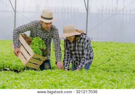 Young Asian Couple Farmer Harvesting Fresh Green Oak Lettuce Salad, Organic Hydroponic Vegetable In 